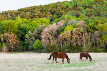Horses in field in the summer in texas backed by trees forest