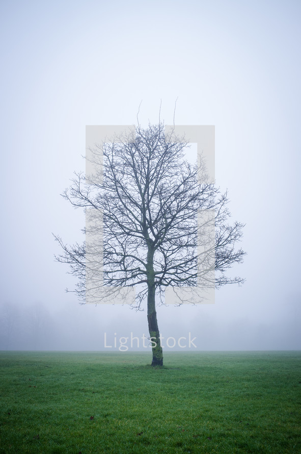 isolated tree in a fog covered field 