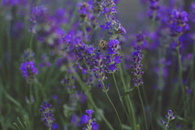 A honey bee flying around the lavender.