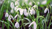 Beautiful spring snowdrop flower blooming in sunny meadow Grow time lapse Close up