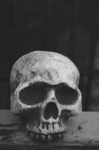Head skull