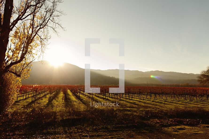 A  vineyard at sunset napa valley wine grapes fall