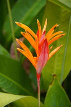 flower of a tropical plant