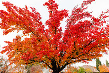 A tree with red leaves fall season