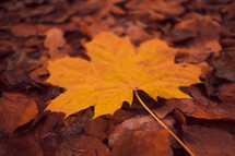 yellow fall leaf on the ground 
