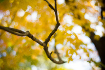 tree branch in front of yellow leaves