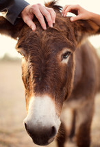 petting a mules head