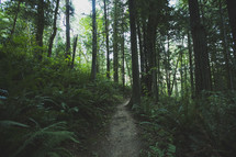 a worn path through a forest 