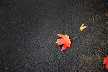 yellow and red fall maple leaf on black asphalt