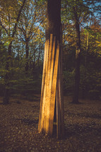 boards around trees