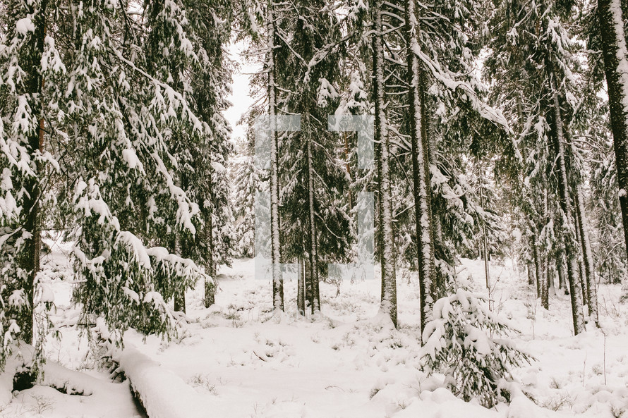 snow in a pine forest 