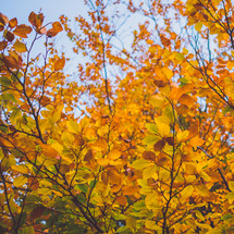 golden fall leaves