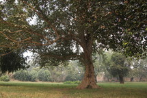 Large tree in park