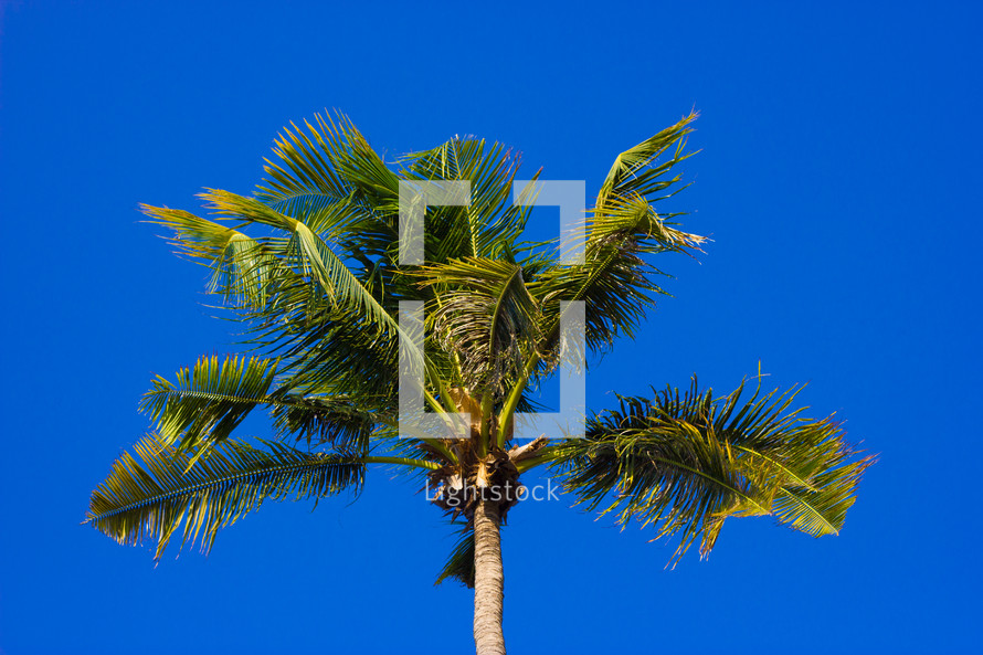 looking up to the top of a palm tree and blue sky 