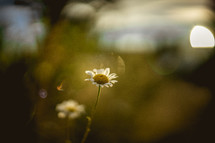 sunlight on a white daisy 