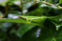 water dripping from a green leaf