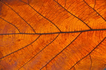 Fall leaf vein closeup