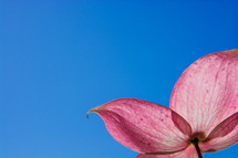 pink flower against a blue sky background