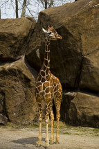 Giraffe standing outside by rocks.