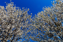 Tree blooming in the Spring cherry blossom blue sky