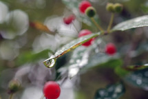 dew drop on a leaf and berry 