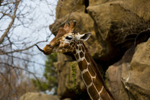 tall giraffe neck