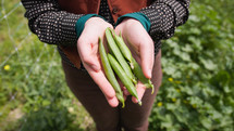 Hands of girl show fine pea pods