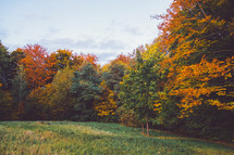 fall forest and green meadow 