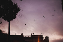 pigeons in flight at dusk