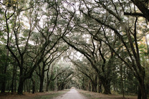 dirt road lined with southern trees covered in Spanish moss 