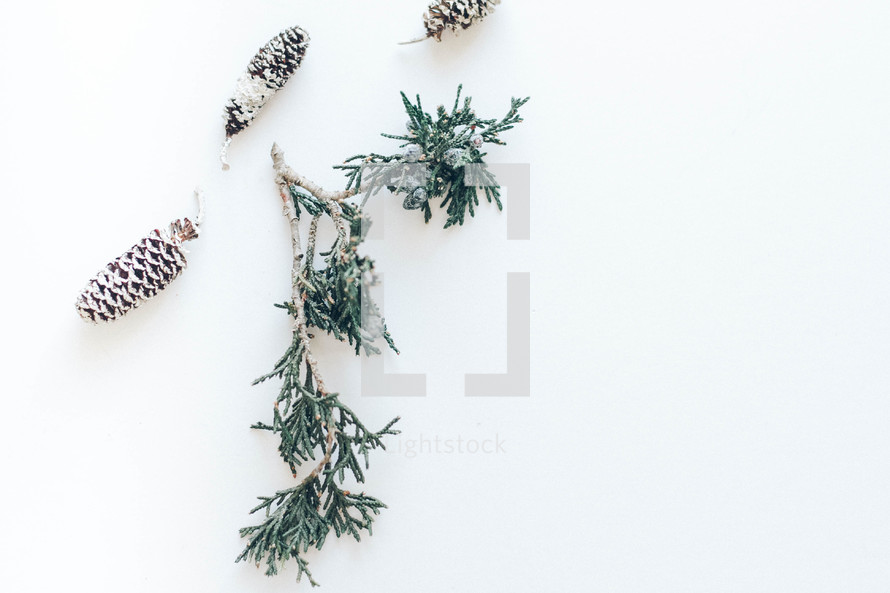 evergreen greenery branch and pine cone 