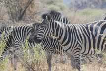 Zebra with their distinctive black and white stripes