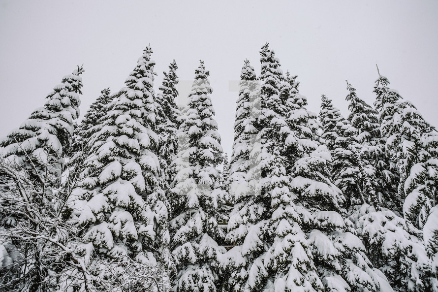 Trees covered in snow