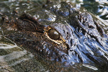 A close up view of an alligator