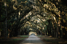 dirt road lined with Spanish moss on southern trees