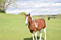 A Painted horse standing in a field or pasture at a horsemanship farm/ranch in Southwestern Wisconsin.