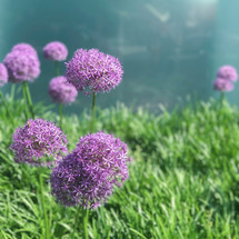 purple ball shaped flowers 