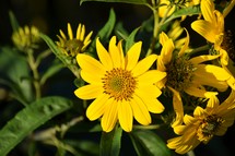 yellow flowers outdoors 