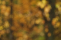 out of focus fall trees background 