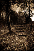 steps along a forest trail