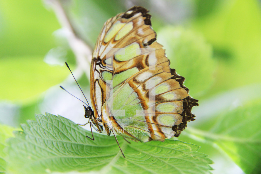 butterfly on a green leaf 
