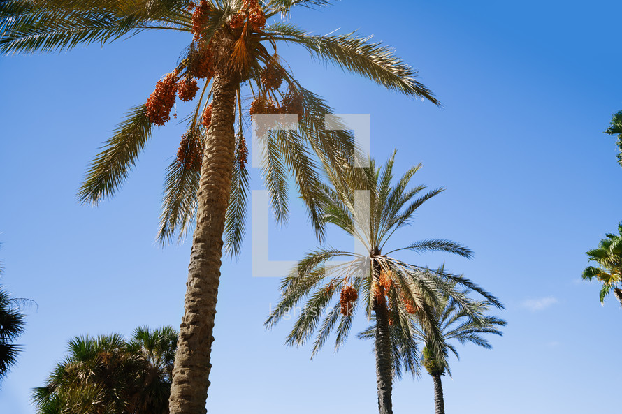 View of luscious palm trees against the clear sky