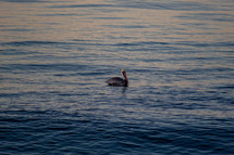pelican floating on a sea 