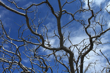 tree branches against a blue sky