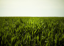 Field of crops