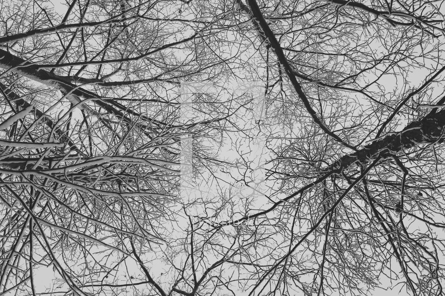snow on bare tree branches in winter 