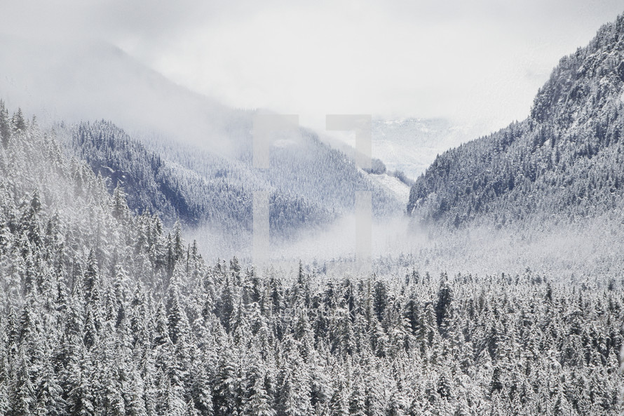 steam rising above a winter forest in the mountains 