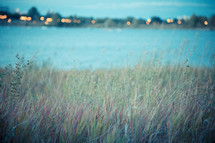 Grass around the reservoir.
