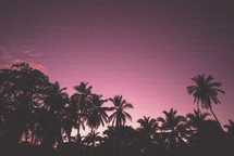 palm trees against a purple sky 