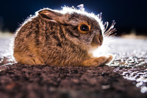 rabbit sitting on ground